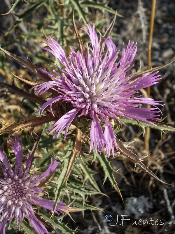 Atractylis humilis.26