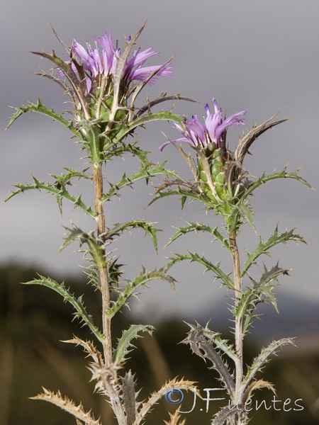 Atractylis humilis.27