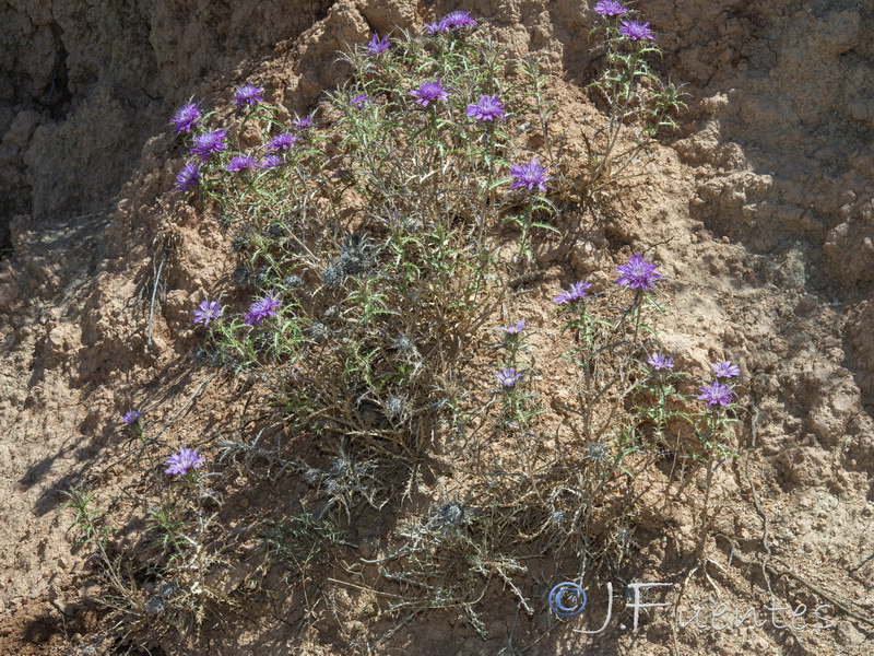 Atractylis humilis.24