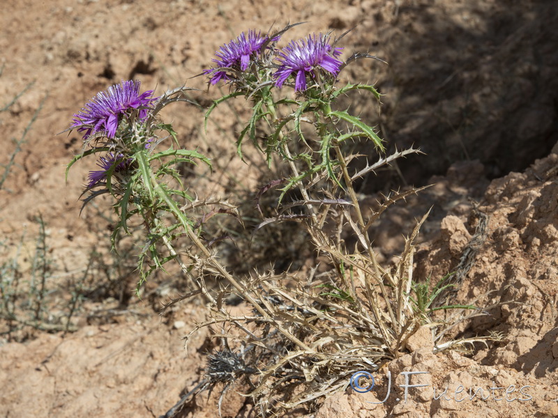 Atractylis humilis.29