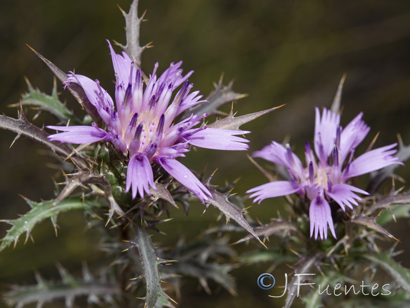 Atractylis humilis.31