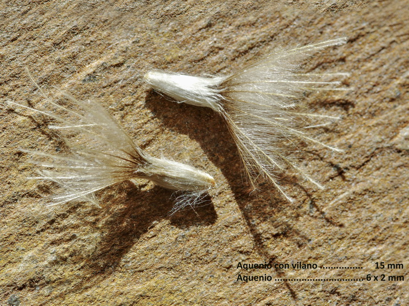 Atractylis humilis.32