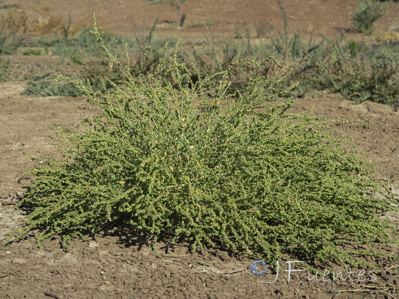 Atriplex chenopodioides.01