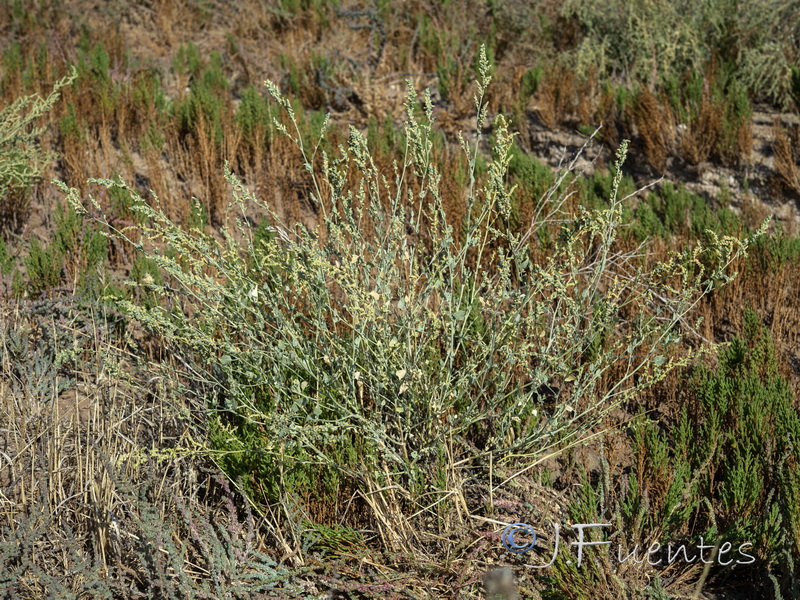 Atriplex chenopodioides.02