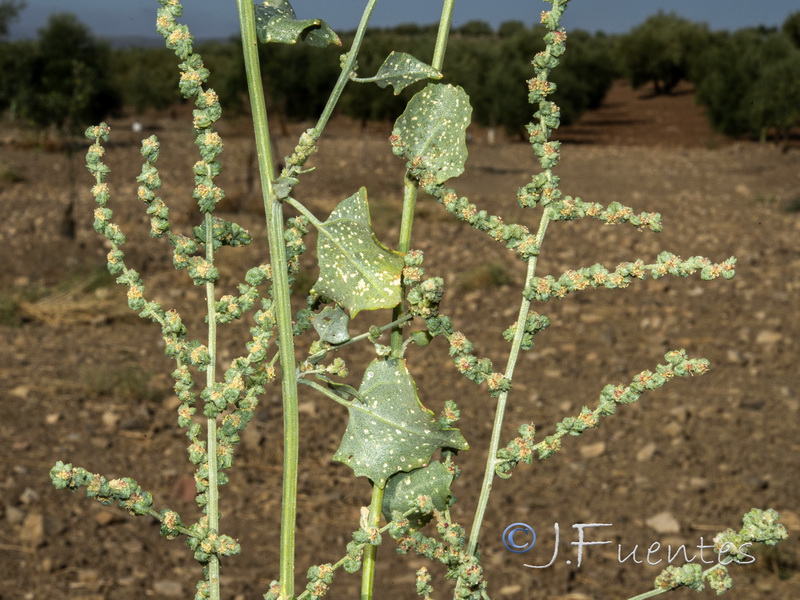 Atriplex chenopodioides.05