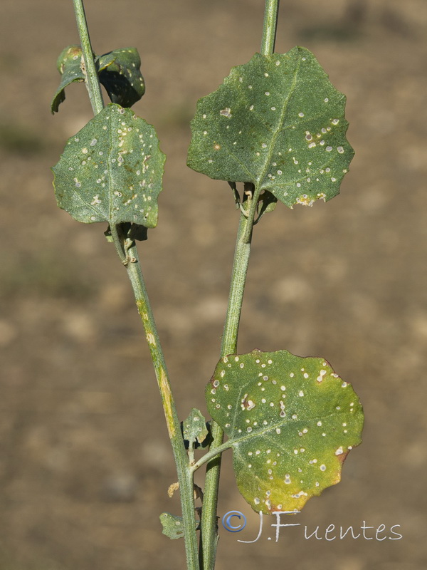 Atriplex chenopodioides.06