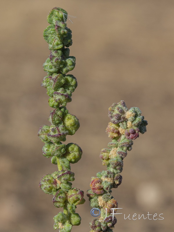 Atriplex chenopodioides.09