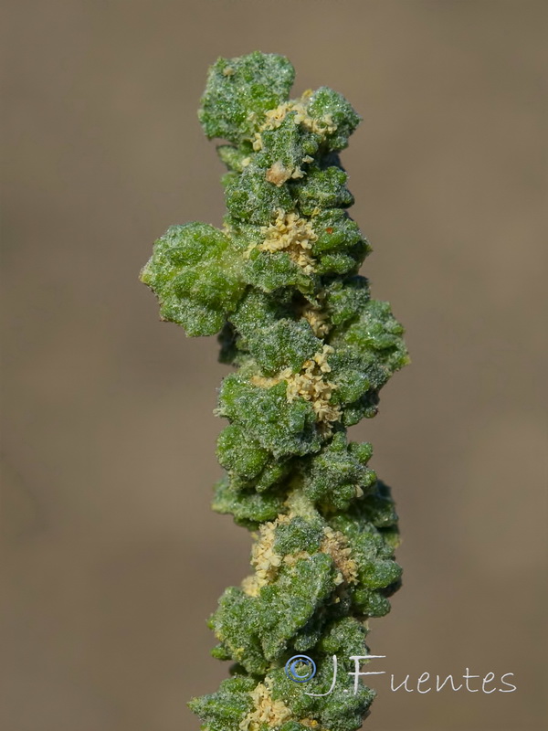 Atriplex chenopodioides.10