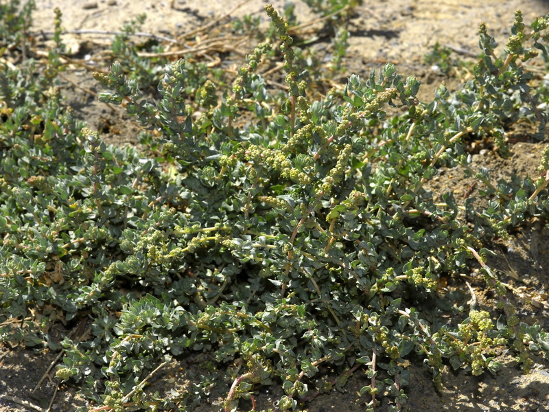 Atriplex glauca.01