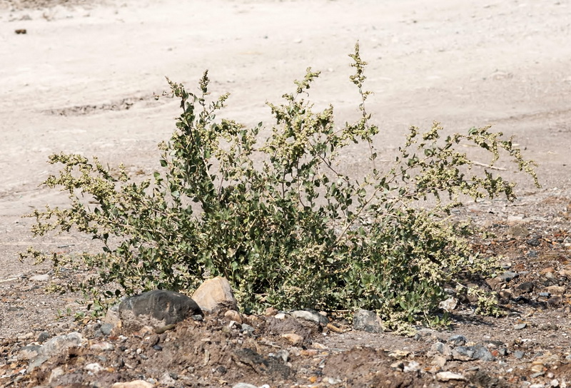 Atriplex glauca.02