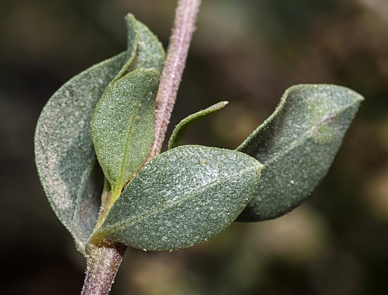 Atriplex glauca.03