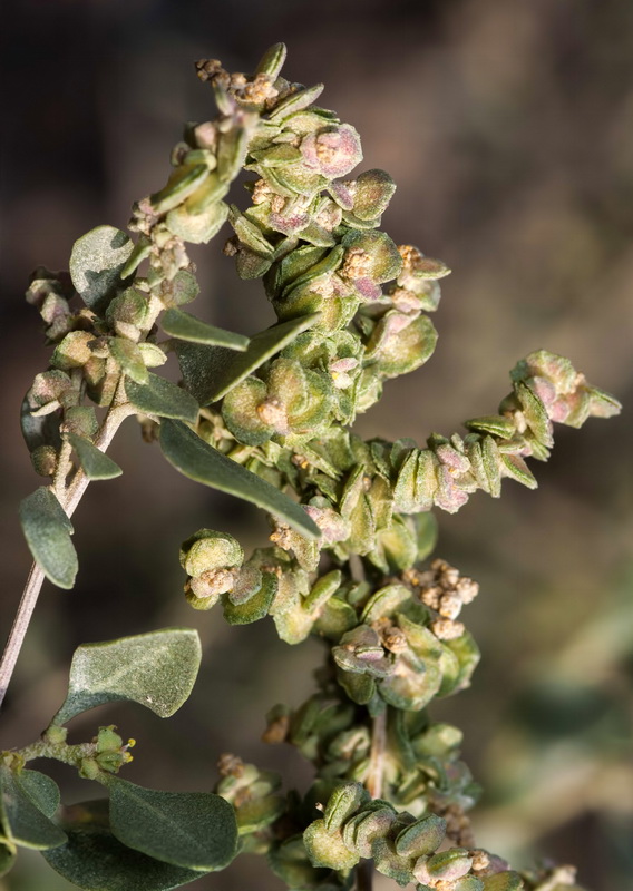 Atriplex glauca.05