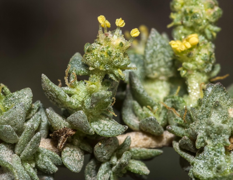 Atriplex glauca.06