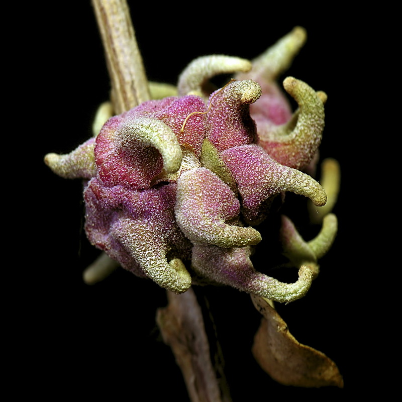 Atriplex glauca.11