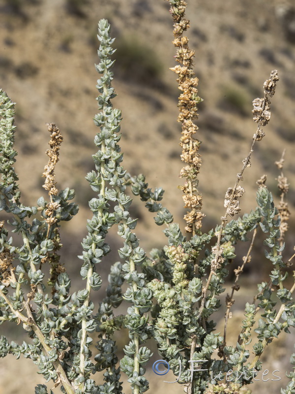 Atriplex glauca.12