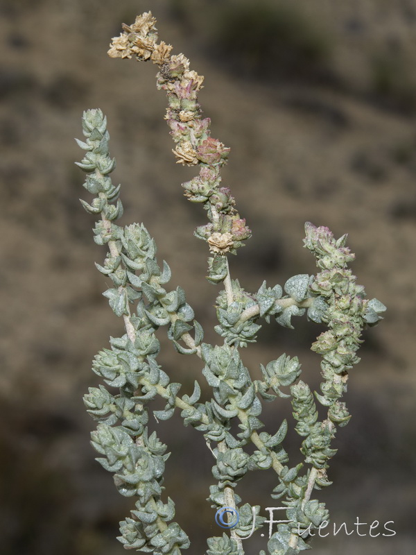 Atriplex glauca.13