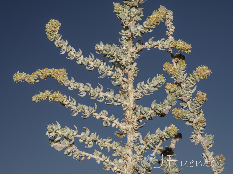 Atriplex glauca.14