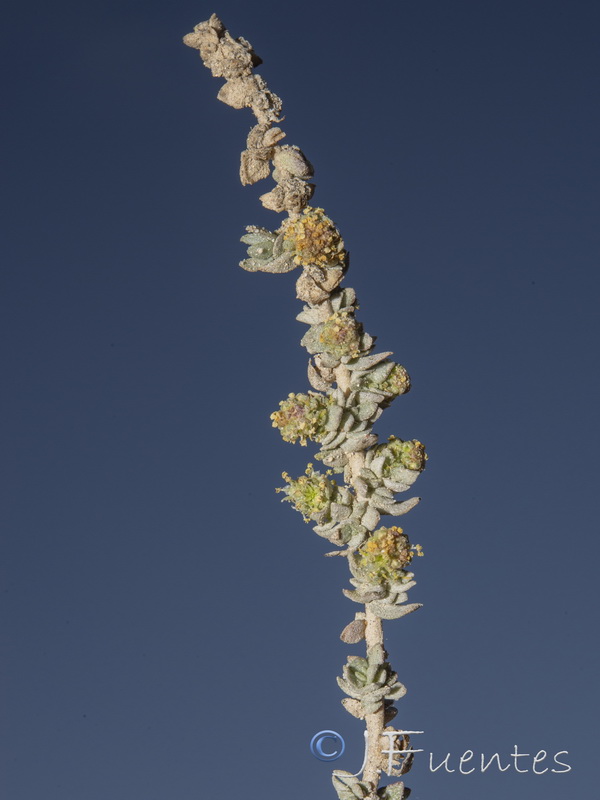 Atriplex glauca.15