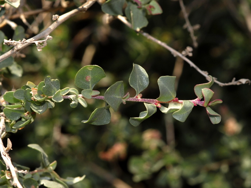 Atriplex halimus.03