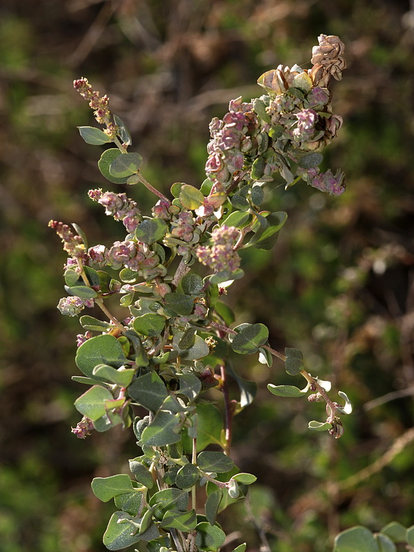 Atriplex halimus.04