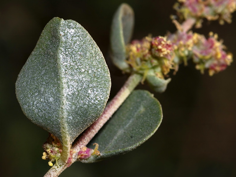 Atriplex halimus.06