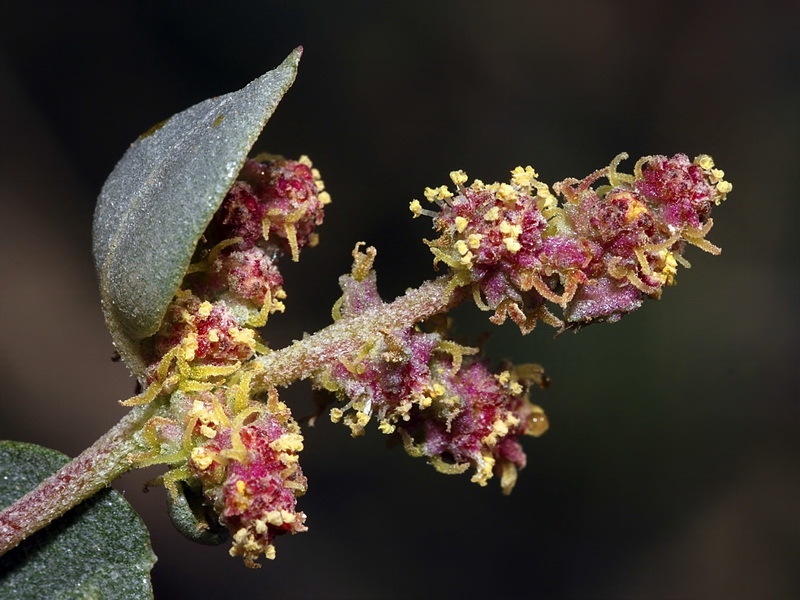 Atriplex halimus.07