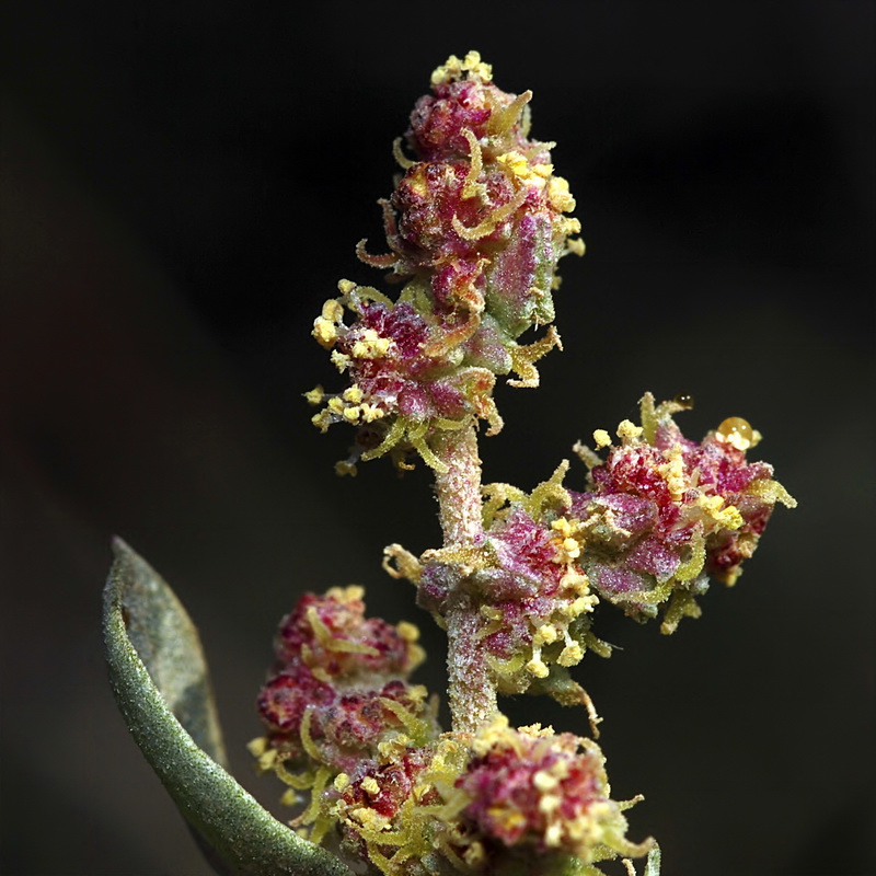 Atriplex halimus.09