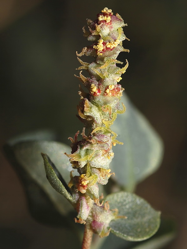 Atriplex halimus.11