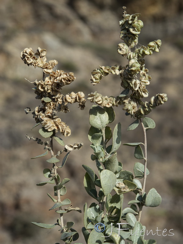 Atriplex halimus.14