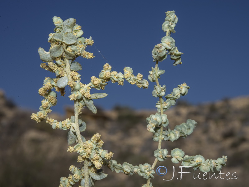 Atriplex halimus.17