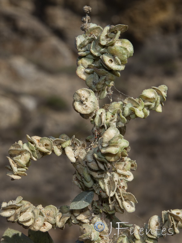 Atriplex halimus.18