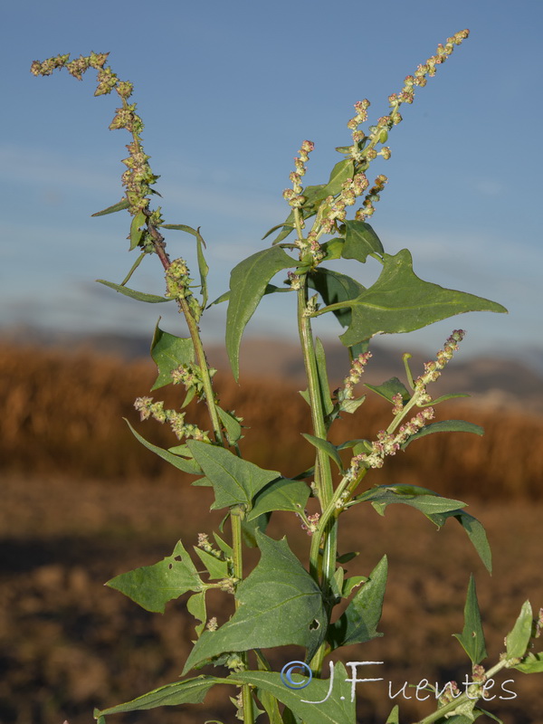 Atriplex patula.04