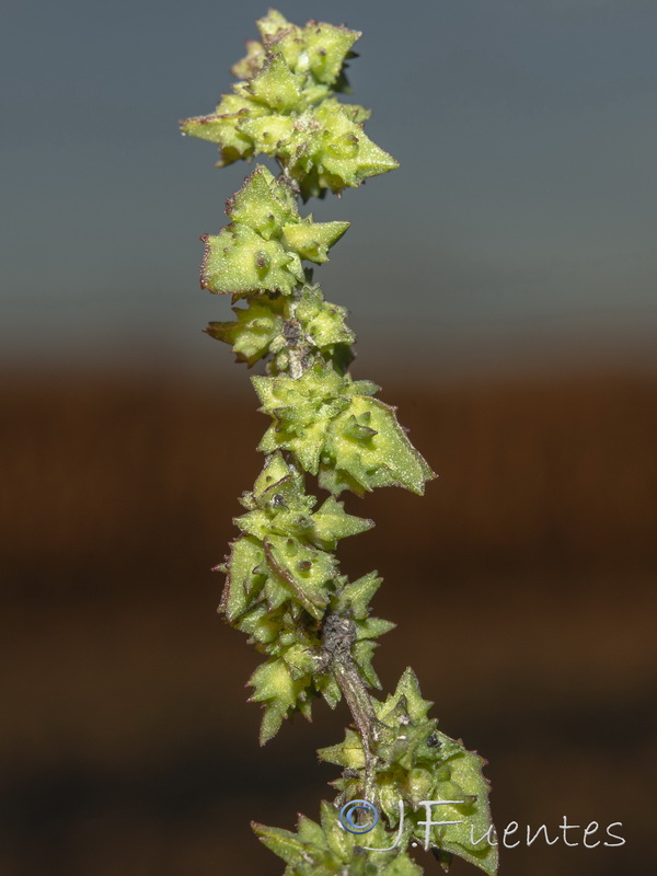 Atriplex patula.07