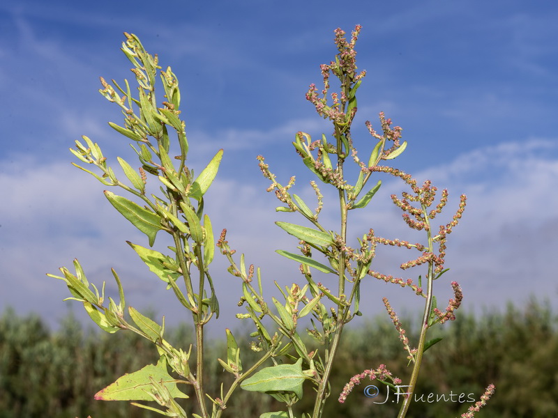 Atriplex prostrata.03