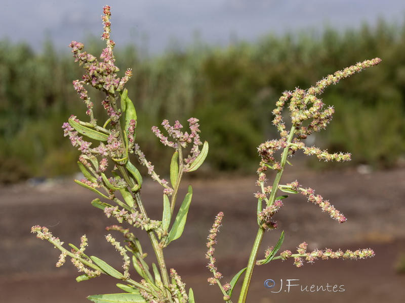 Atriplex prostrata.06