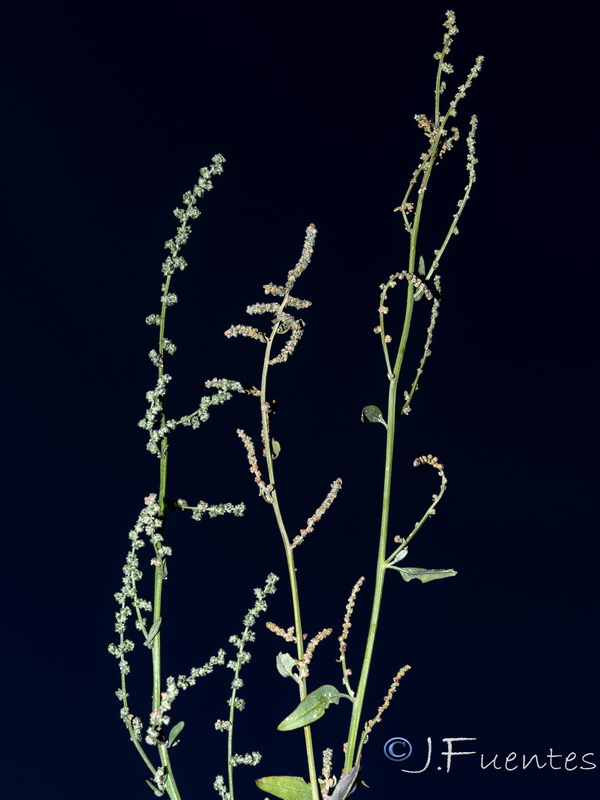 Atriplex prostrata.02