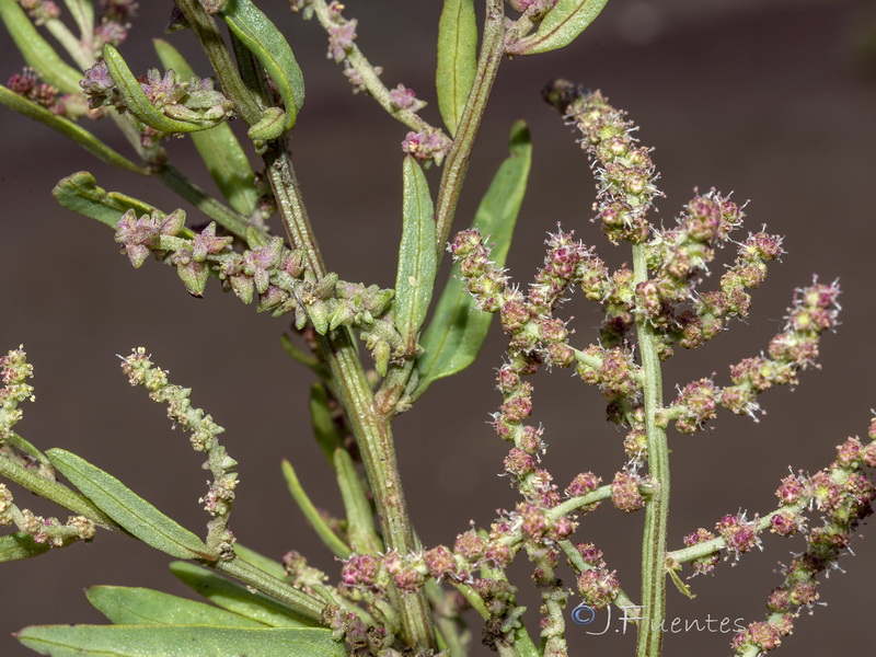 Atriplex prostrata.04