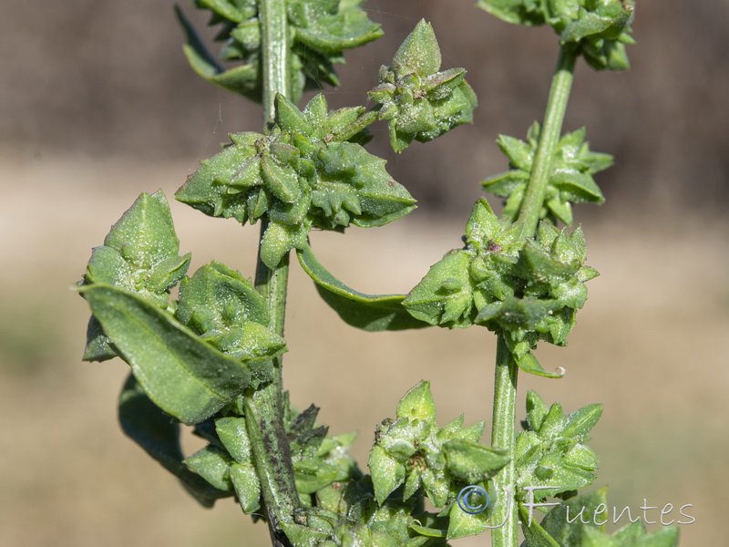 Atriplex prostrata.20