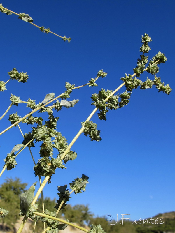 Atriplex rosea.03