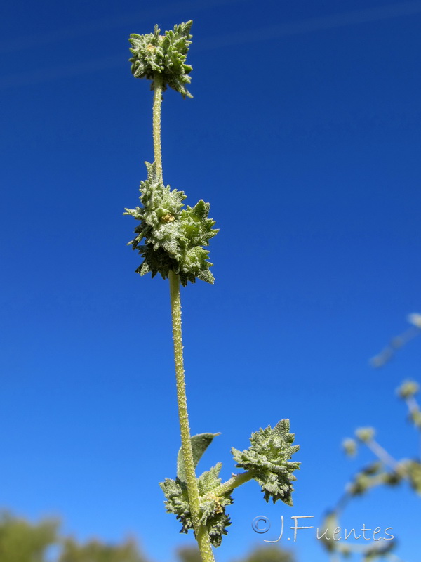 Atriplex rosea.04