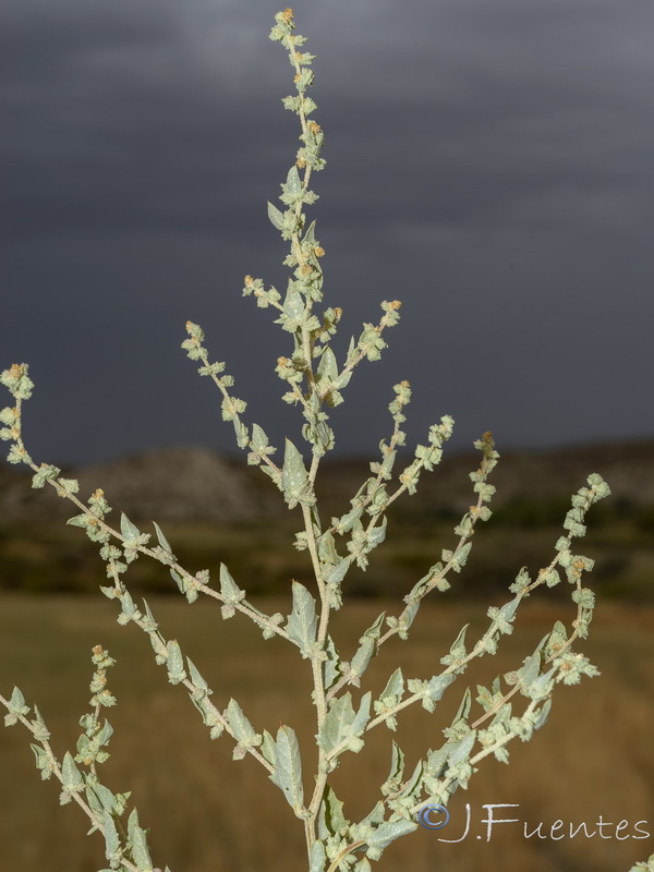 Atriplex rosea.05