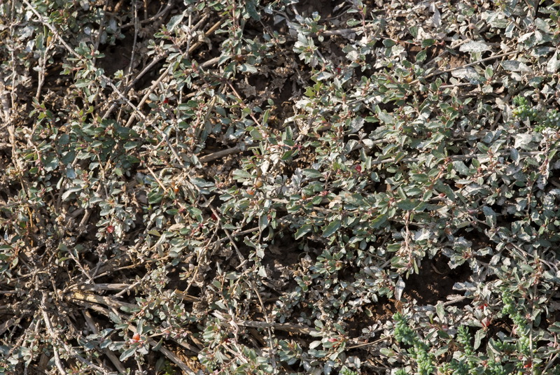 Atriplex semibaccata.02