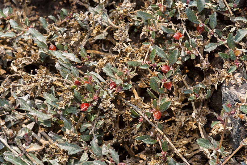 Atriplex semibaccata.03