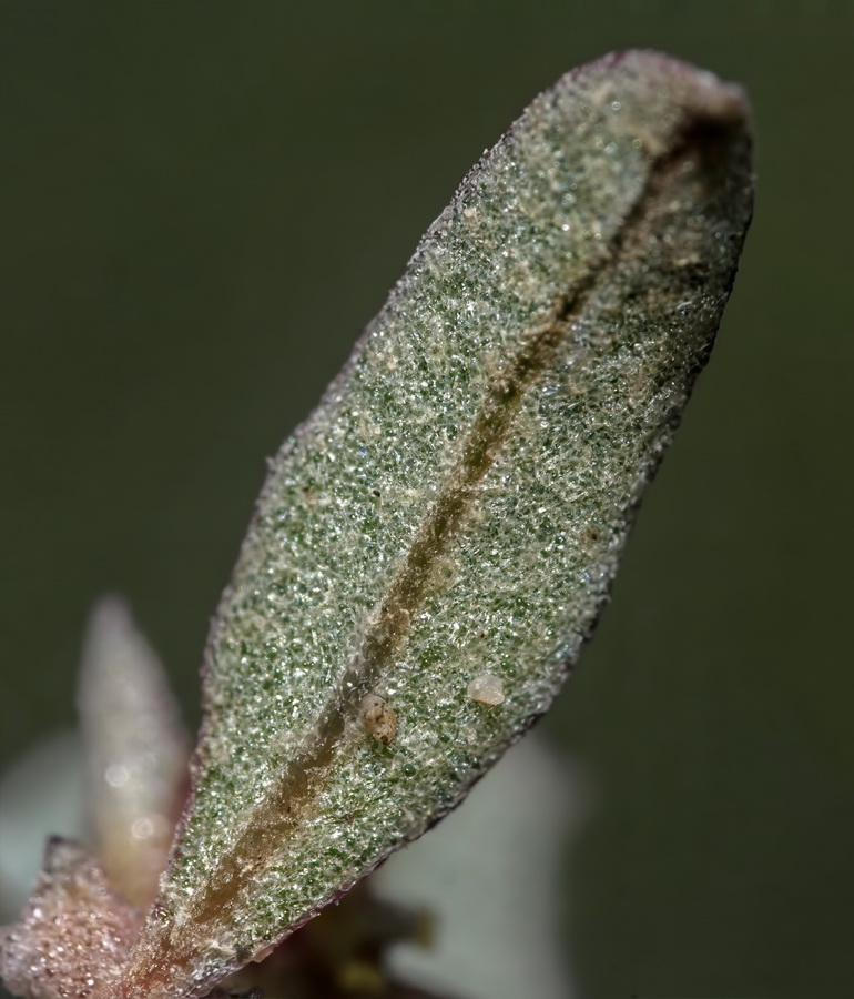 Atriplex semibaccata.05b