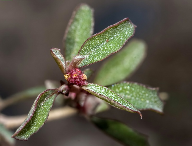 Atriplex semibaccata.07