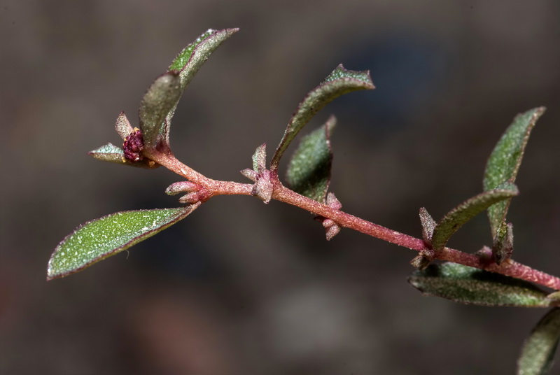 Atriplex semibaccata.08