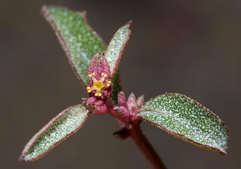 Atriplex semibaccata.10