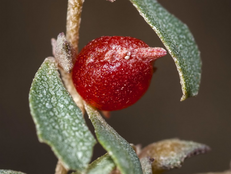 Atriplex semibaccata.12