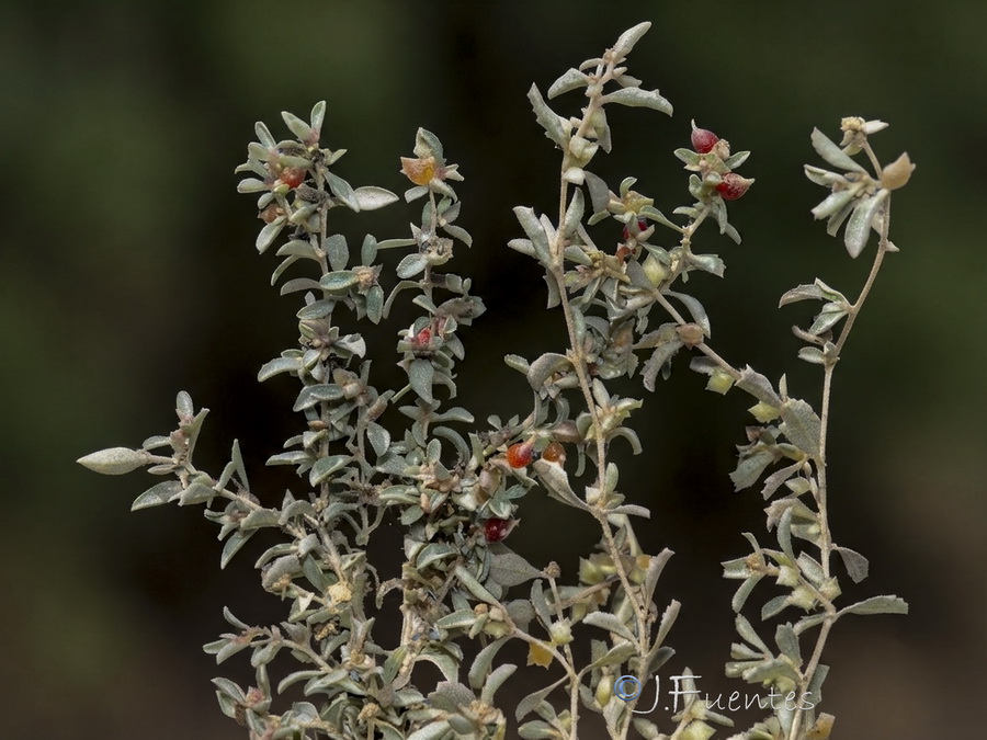 Atriplex semibaccata.14b