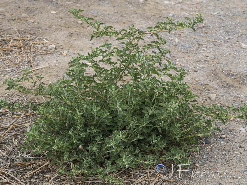 Atriplex suberecta.08